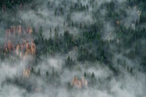 california forest burning from a wildfire