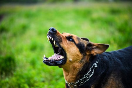 homeowners-dog-bite